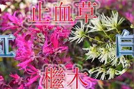 檵木号称天然的创可贴，采药人又叫“止血草”，农民却砍来当柴火