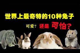 世界上最奇特的10种兔子，你知道兔子咬起人来有多可怕吗？视频封面
