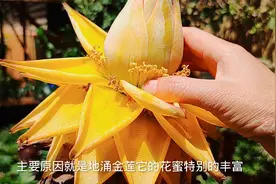花盆里有蚂蚁怎么办？只用这一招，让它“全家”搬走视频封面