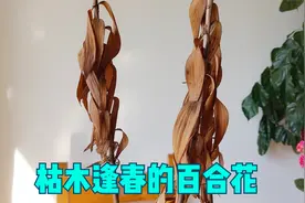 百合花会假死，干枯后又“枯木逢春”，发了新芽