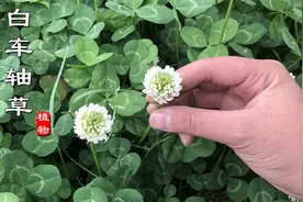 “白车轴草”也叫三叶草、幸运草，它的用途还有这么多！你可知？
