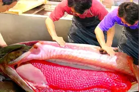 日本大厨“隔空”取鱼子酱，取完鲟鱼存活率提高，一直循环利用视频封面