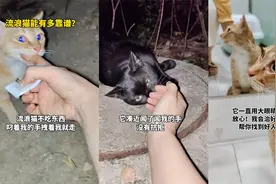 女子养的黑猫走丢，流浪猫带她找回，太有灵性女子将它“绑”回家视频封面