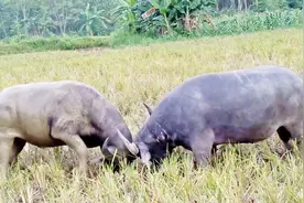 这两只水牛一见面就互相看不顺眼，使劲往死里打，看着都疼