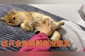 收了一只6个月大的金渐层  贱到你没朋友