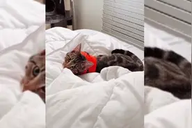 网友发现只要播放这首歌，猫咪就会求摸摸