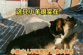 你以为羊很笨吗？通过对羊和狗的智商测试，这只小羊表现得很实在
