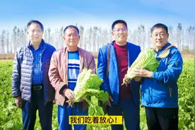 大白菜能抗水灾还包心，河北农业科学家培育的种子立了功视频封面