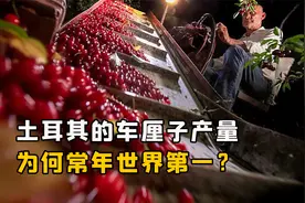 土耳其的车厘子产量，为何常年位居世界第一？他们是怎么做到的？视频封面