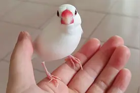 手养文鸟真是宠物鸟的首选，就像掌中回旋镖，可以随叫随到