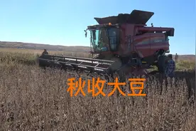 丰收的喜悦大豆开始收获产量历史最高，亩产四百多斤真是发财了视频封面