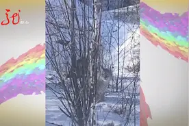 黑龙江：南瓮河国家级自然保护区内惊现猞猁群