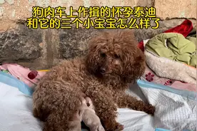万物皆有灵，狗肉车上作揖祈求的怀孕泰迪，被救后命运从此改变视频封面