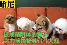 哈尼：狗子被“戏精”上身吸粉千万，凭实力演绎搞笑宫斗大戏视频封面