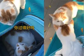 时隔半年猫妈妈和宝宝再一次相见，老母亲第一眼就认出了宝宝