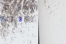 女子不慎将奶茶溅到显示器，大量蚂蚁竟爬进筑巢：建议放在开水里视频封面