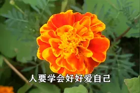 2021一夜爆火的歌，太好听了，分享到朋友圈，朋友一定爱死你了！