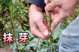 培育光滑干净蔷薇杆子做树状月季，前期就要及时抹芽点视频封面