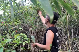 15一斤的野生树莓，90后农村小伙在山上发现一大片，太馋人了！