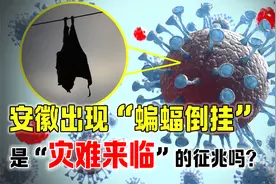 安徽动物出现异常行为，蝙蝠多次以怪异姿势死亡，又想传播病毒？