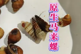 原生短沟蜷螺，不翻砂不爆缸不产卵的马来螺，清理鱼缸残渣除藻螺视频封面