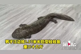 男子江边捡1.27米长巨型娃娃鱼 重二十几斤