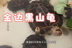 金边黑山龟，亚洲四大巨龟之一成体能长多大？