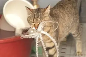 两只猫咪偏爱生吃八爪鱼，这背后竟然蕴藏着危机