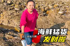 礁石区的野货一大堆，最贵的面包蟹200多一斤，小章今天发财啦！视频封面