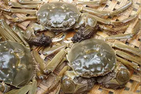 吃不完的螃蟹怎么保存？卖蟹的老板教我一招，保存半个月一样鲜活