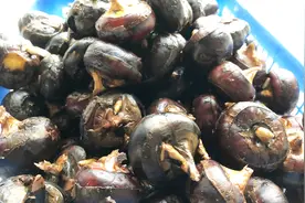 马蹄粉不用买，教你在家自制马蹄粉，没想到这么简单