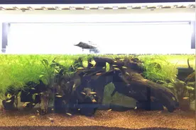 竹节草的正确种植方式，越简单越容易活，不需要真正的种而是自由视频封面