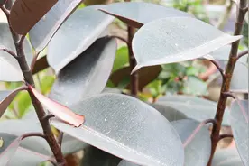 橡皮树叶片“泛白”，清水加入它，一举两得解决灰尘，叶子铮亮