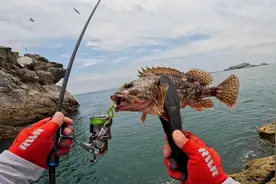 海钓里最好吃的鱼之一，根钓石九公连竿中鱼，饵抛过去没到底就咬视频封面