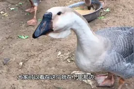 网购狮头鹅苗，农村小伙自述购买经历，69元一只买到真的视频封面