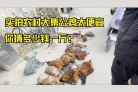 实拍：山东活公鸡跌价便宜，看最新公鸡多少钱一斤？您那多少钱？视频封面