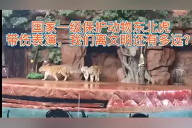 国家一级保护动物东北虎，受伤后仍被迫表演，我们离文明还有多远视频封面