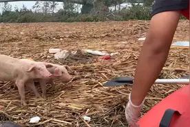 勇敢猪猪，不怕困难！河南两小猪洪水中漂流十余天后获救视频封面