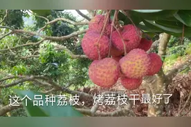 烤荔枝干用什么品种的荔枝最好，小伙给你推荐一个品种，想知道吗