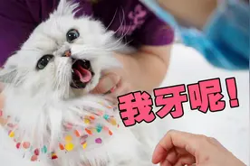 猫咪才4岁就被全口拔牙，还花了7000元？牙齿健康太重要了！视频封面
