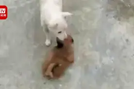 结局暖心！狗妈洪水中救崽后续：已被宠物店照顾 由爱心人士收养