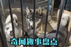 哈士奇混入狼族内部，成功带偏狼群智商，网友：傻是可以传染的视频封面