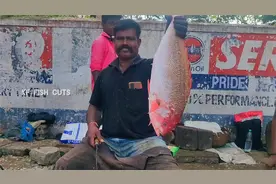 印度大叔宰杀超大红鲤鱼，快刀连斩剁成鱼块视频封面