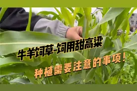 饲用甜高粱什么时候播种？产量有多少？种植需要注意哪些？