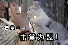 铲屎官训练短腿猫击掌，一次击掌换取一条小鱼干～喵：成交！