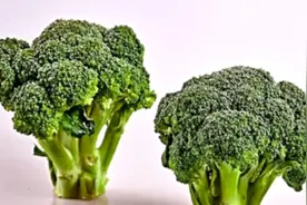 吃西兰花会使肺结节增大？这是真的吗？医生这样说