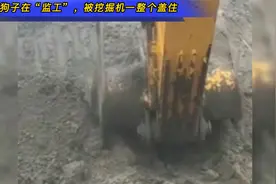 狗子在“监工”，被挖掘机一整个盖住，同事之间不能乱开玩笑视频封面