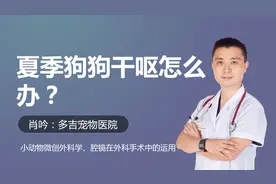 狗狗夏天干呕该怎么办？这些问题作为主人不可忽视了视频封面