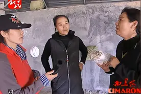 小平菇发黄啥问题