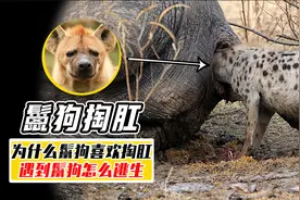 为什么鬣狗捕猎，喜欢偷袭猎物的肛门？狮子见了都心有余悸